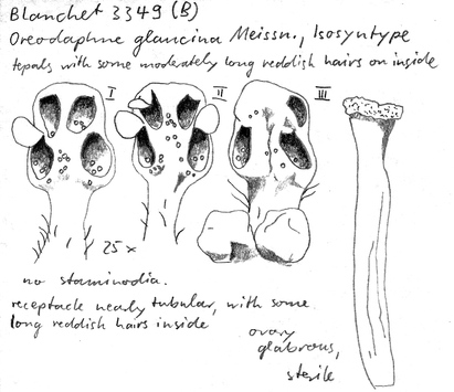 Vorschaubild Oreodaphne glaucina Meisn.